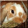 Pöndi the Dwarf Rabbit