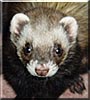 Gizmo the Ferret