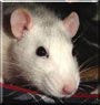 Jade the Striped Roan Husky Rat