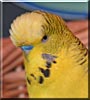 Billy the Budgie