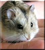 Snickers the Campbell's Dwarf Hamster