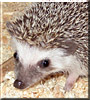Pokey the Hedgehog