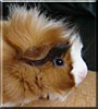 Mo the Guinea Pig