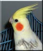Gunthry the Cockatiel