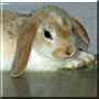 Dollop the Holland Lop Rabbit