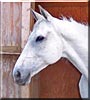 Jewels the Thoroughbred Horse
