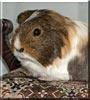 Pepper the Sheltie Guinea Pig