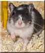 Scooter the Gerbil