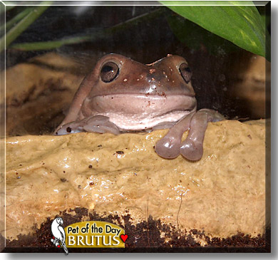 Brutus, the Pet of the Day