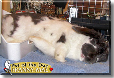 Franny-Mae, the Pet of the Day