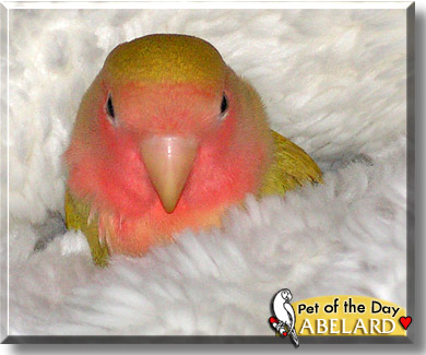 Abelard, the Pet of the Day