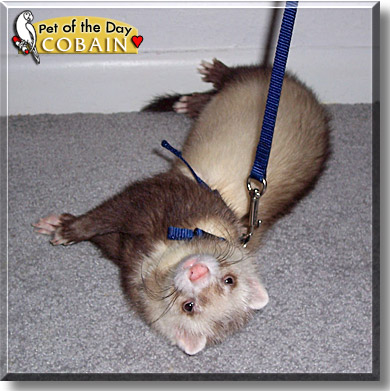 Cobain, the Pet of the Day