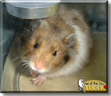 Lucky, the Pet of the Day