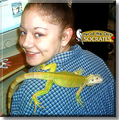 Socrates, the Pet of the Day