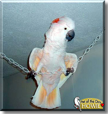 Howie, the Pet of the Day