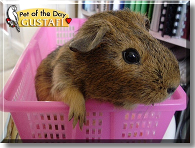 Gustafi, the Pet of the Day