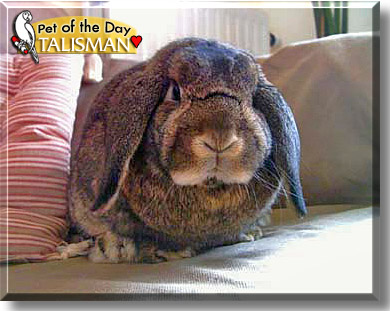 Talisman, the Pet of the Day