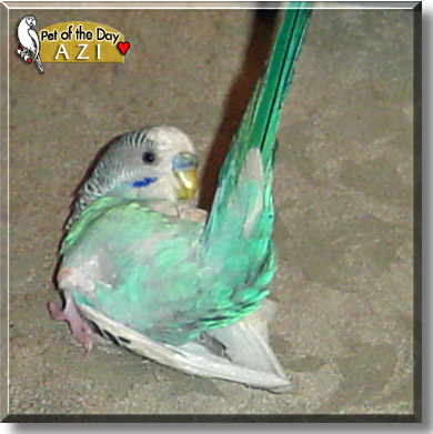 Azi, the Pet of the Day