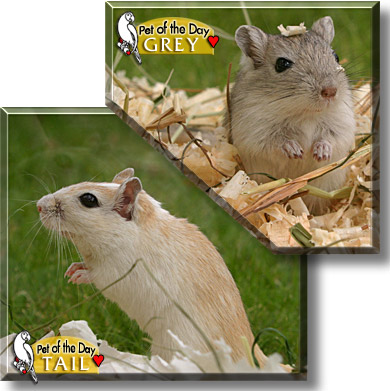 Grey, Tail, the Pet of the Day