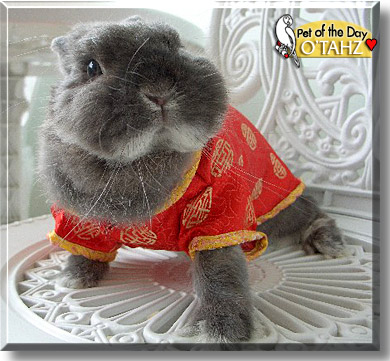 O'Tahz, the Pet of the Day