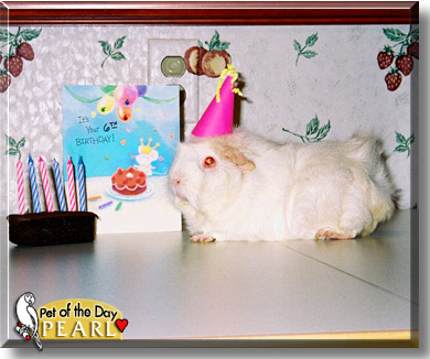 Pearl, the Pet of the Day
