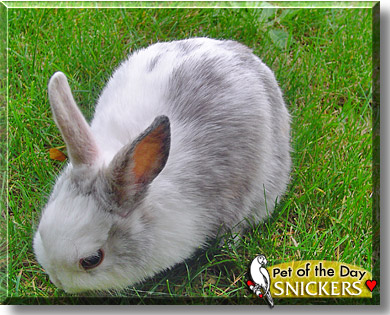Snickers, the Pet of the Day
