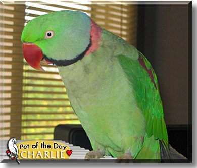 Charlie, the Pet of the Day