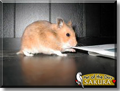 Sakura, the Pet of the Day