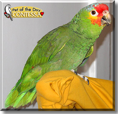 Contessa, the Pet of the Day
