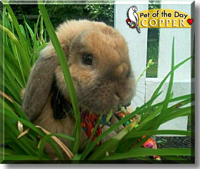 Copper, the Pet of the Day