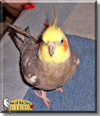 Bird, the Pet of the Day