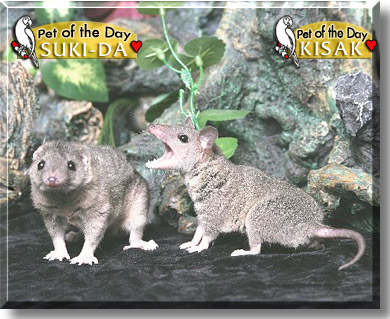 Kisak, Suki-da, the Pet of the Day