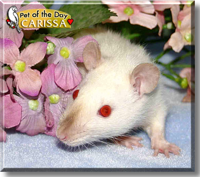 Carissa, the Pet of the Day