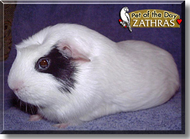 Zathras, the Pet of the Day