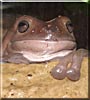 Brutus the White's Tree frog