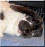 Franny Mae the Lop Rabbit