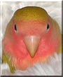 Abelard the Peach faced lovebird