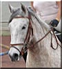 Filou the Andalucian Horse