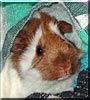 Thor the Abyssinian Guinea Pig