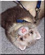 Cobain the Ferret