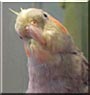 PB the Cockatiel