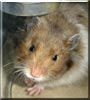 Lucky the Hamster
