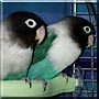 Mystie, Rhaine the Black Masked Lovebirds