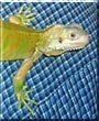 Socrates the Green Iguana