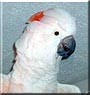 Howie the Moluccan Cockatoo