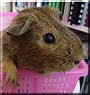 Gustafi the Guinea Pig