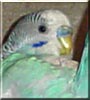 Azi the Parakeet