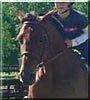 Peanut the Standardbred Horse