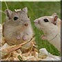 Grey, Tail the Gerbil