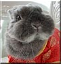 O'Tahz the Netherlands Dwarf